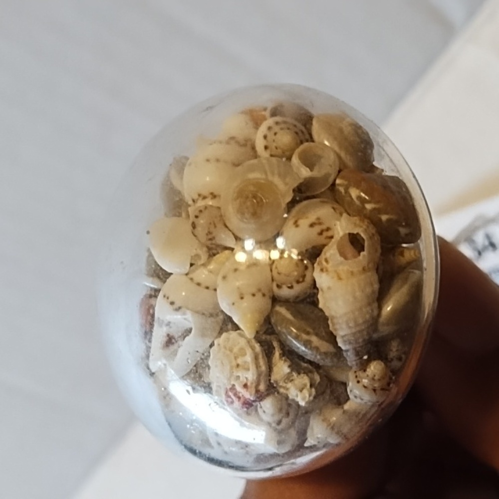NWT Decorative Shell Drawer Pulls- Cream and Brown - Picture 3 of 5